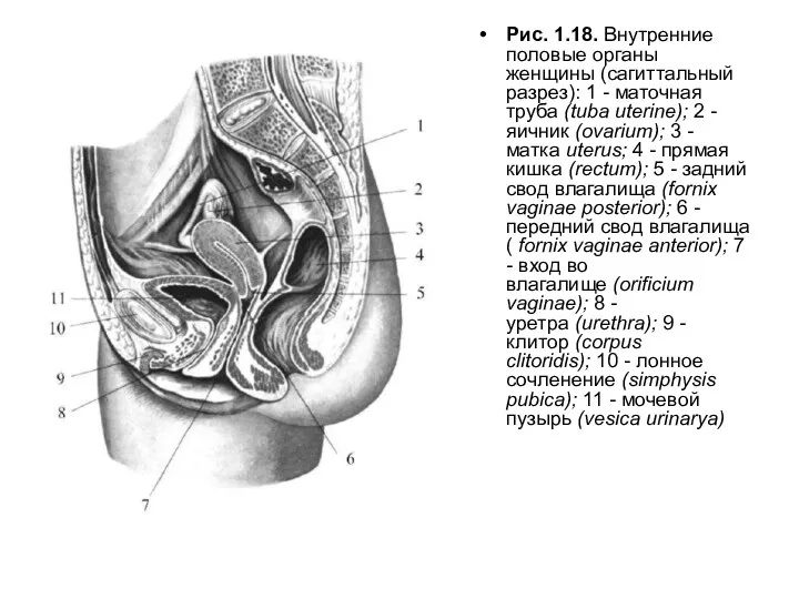Рис. 1.18. Внутренние половые органы женщины (сагиттальный разрез): 1 -