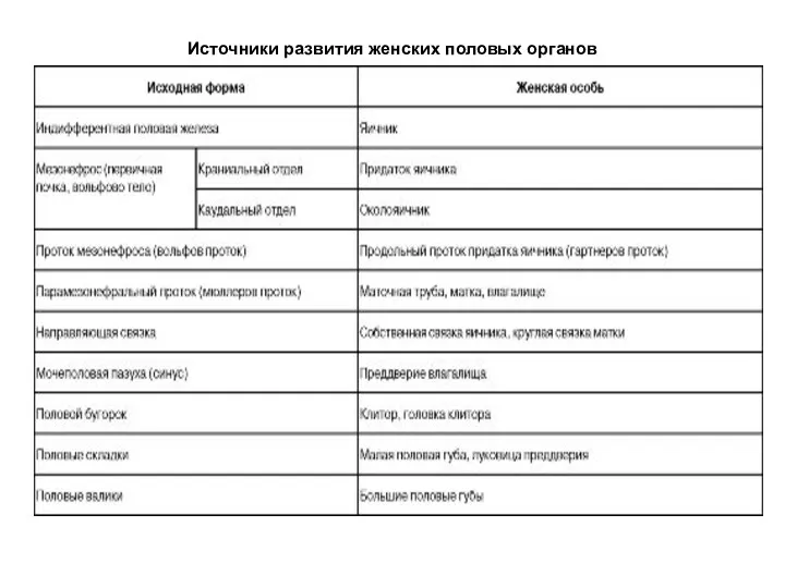 Источники развития женских половых органов