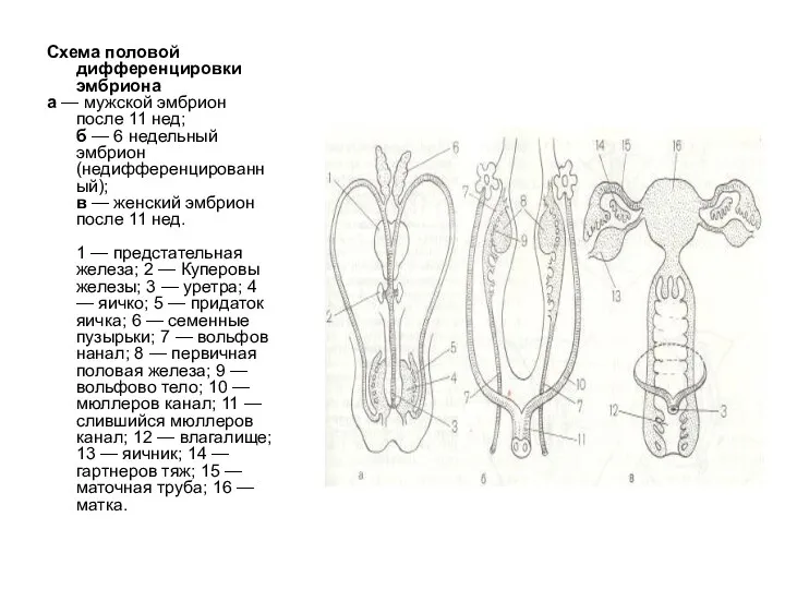 Схема половой дифференцировки эмбриона а — мужской эмбрион после 11