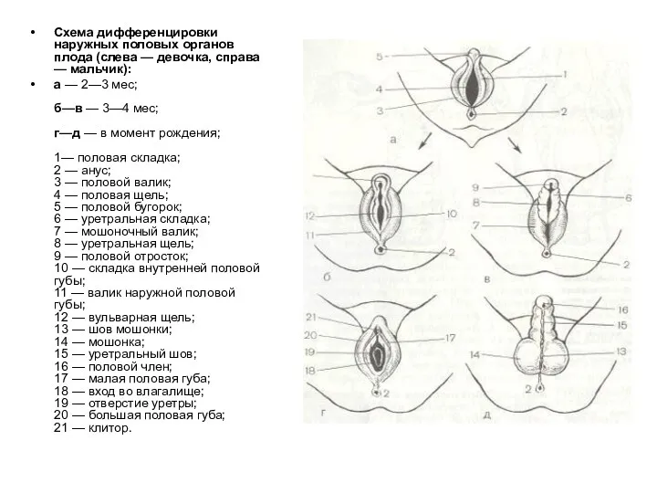 Схема дифференцировки наружных половых органов плода (слева — девочка, справа