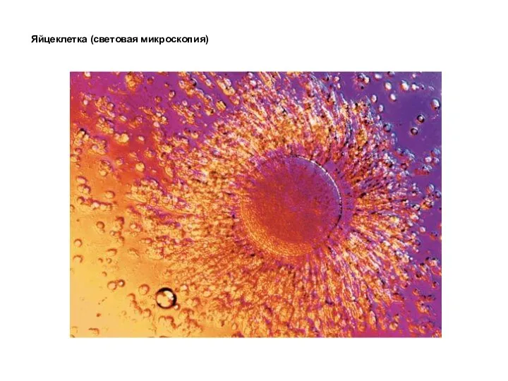 Яйцеклетка (световая микроскопия)