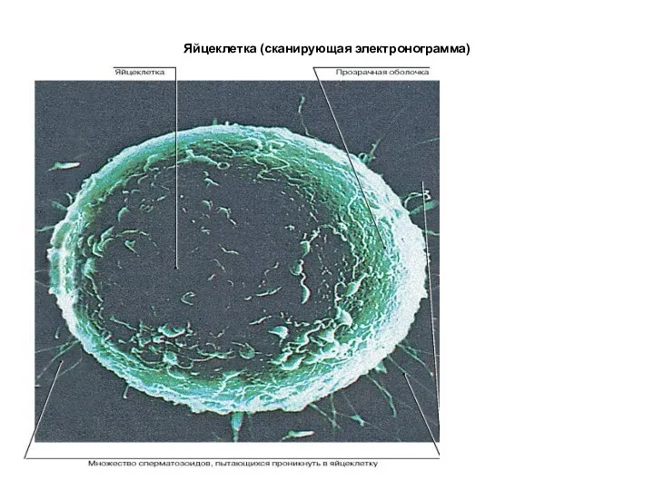 Яйцеклетка (сканирующая электронограмма)