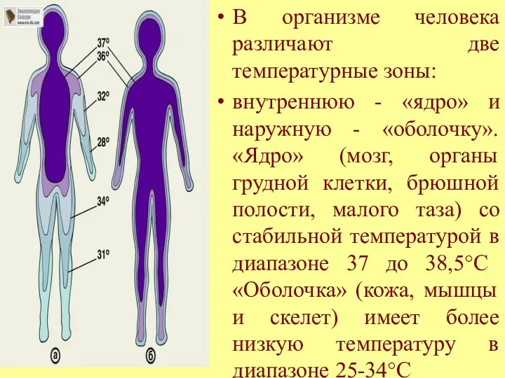 В организме человека различают две температурные зоны: внутреннюю - «ядро»