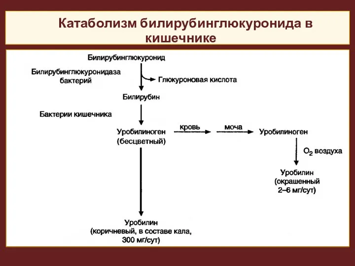 Катаболизм билирубинглюкуронида в кишечнике