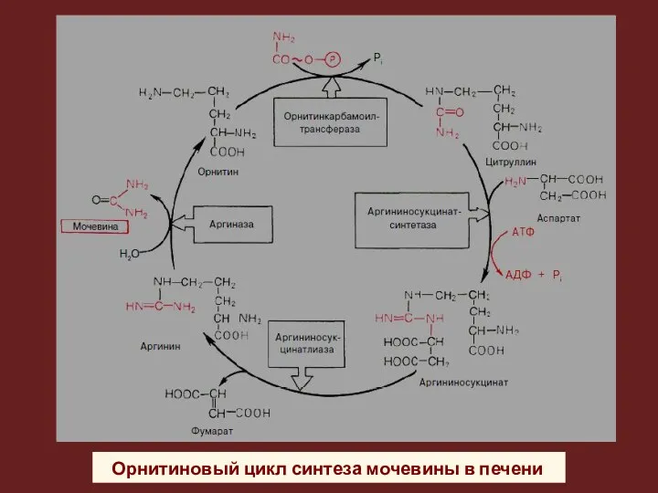 Орнитиновый цикл синтеза мочевины в печени