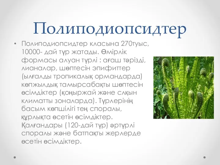 Полиподиопсидтер Полиподиопсидтер класына 270туыс, 10000- дай түр жатады. Өмірлік формасы