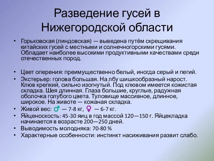 Разведение гусей в Нижегородской области Горьковская (линдовская) — выведена путём