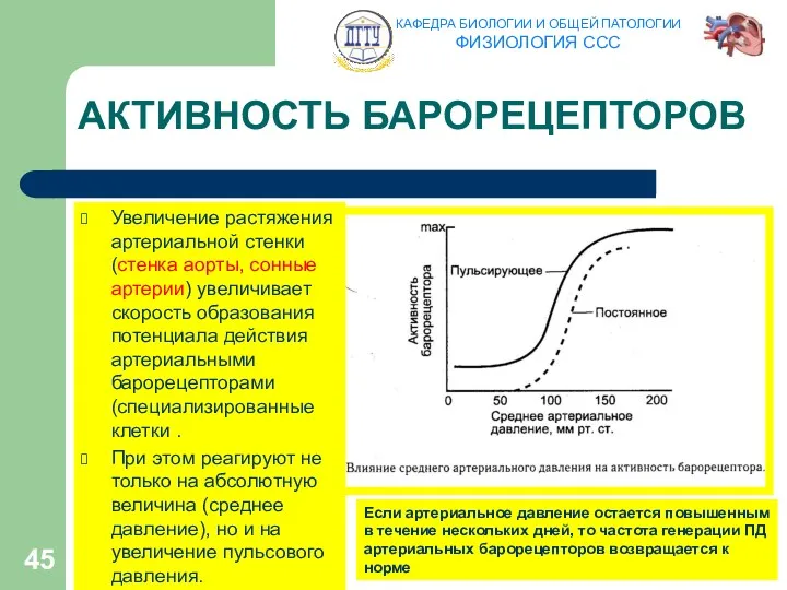 АКТИВНОСТЬ БАРОРЕЦЕПТОРОВ Увеличение растяжения артериальной стенки (стенка аорты, сонные артерии) увеличивает скорость образования