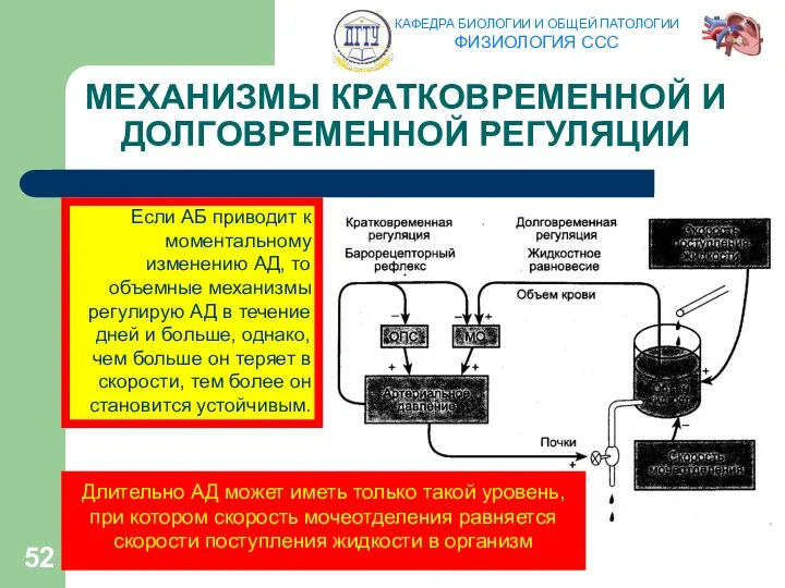 МЕХАНИЗМЫ КРАТКОВРЕМЕННОЙ И ДОЛГОВРЕМЕННОЙ РЕГУЛЯЦИИ Если АБ приводит к моментальному изменению АД, то