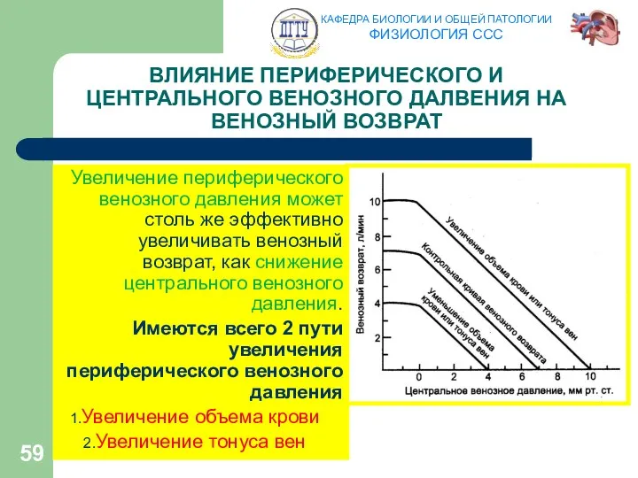 ВЛИЯНИЕ ПЕРИФЕРИЧЕСКОГО И ЦЕНТРАЛЬНОГО ВЕНОЗНОГО ДАЛВЕНИЯ НА ВЕНОЗНЫЙ ВОЗВРАТ Увеличение