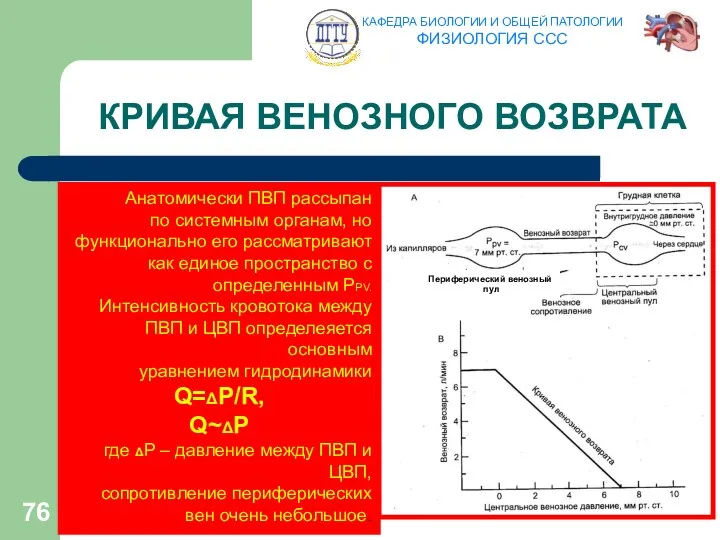 КРИВАЯ ВЕНОЗНОГО ВОЗВРАТА Периферический венозный пул Анатомически ПВП рассыпан по системным органам, но