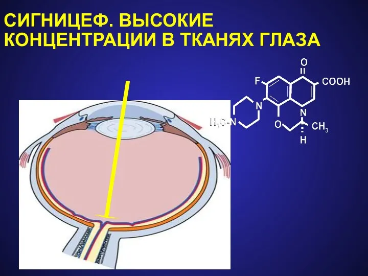 СИГНИЦЕФ. ВЫСОКИЕ КОНЦЕНТРАЦИИ В ТКАНЯХ ГЛАЗА