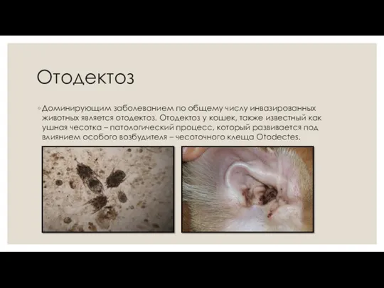 Отодектоз Доминирующим заболеванием по общему числу инвазированных животных является отодектоз.