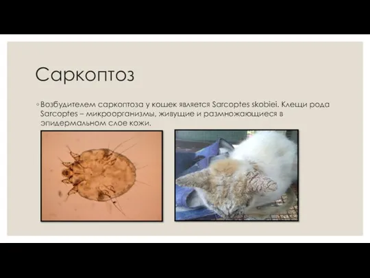 Саркоптоз Возбудителем саркоптоза у кошек является Sarcoptes skobiei. Клещи рода Sarcoptes – микроорганизмы,