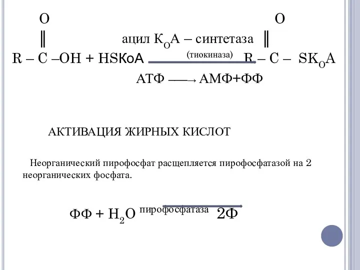 O O ║ ацил КОА – синтетаза ║ R –