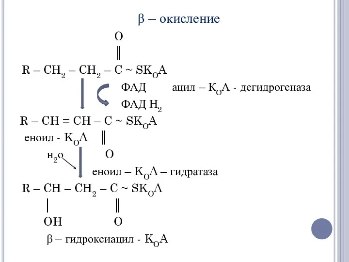 β – окисление O ║ R – CH2 – CH2