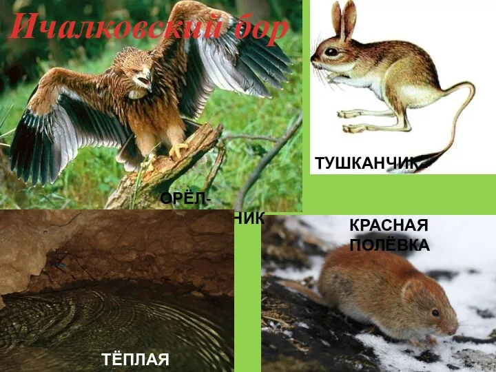 ОРЁЛ-МОГИЛЬНИК ТУШКАНЧИК КРАСНАЯ ПОЛЁВКА Ичалковский бор ТЁПЛАЯ ПЕЩЕРА