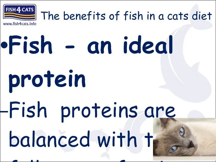 The benefits of fish in a cats diet Fish -
