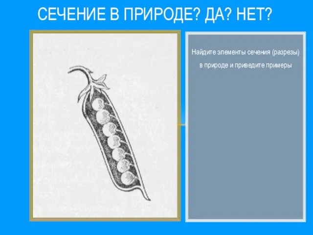 Найдите элементы сечения (разрезы) в природе и приведите примеры СЕЧЕНИЕ В ПРИРОДЕ? ДА? НЕТ?