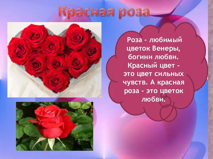 Роза - любимый цветок Венеры, богини любви. Красный цвет -