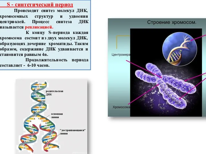 S - синтетический период Происходит синтез молекул ДНК, хромосомных структур