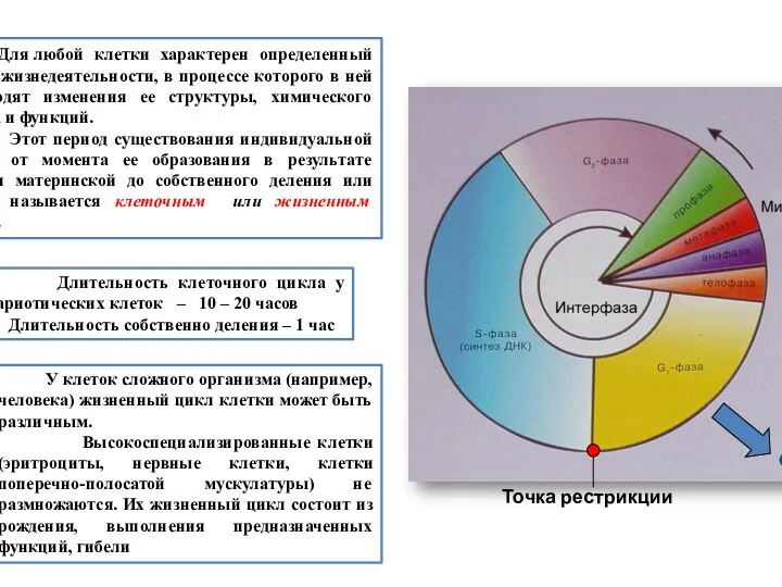 Для любой клетки характерен определенный период жизнедеятельности, в процессе которого