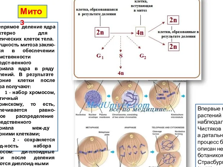 Непрямое деление ядра характерно для соматических клеток тела. Сущность митоза