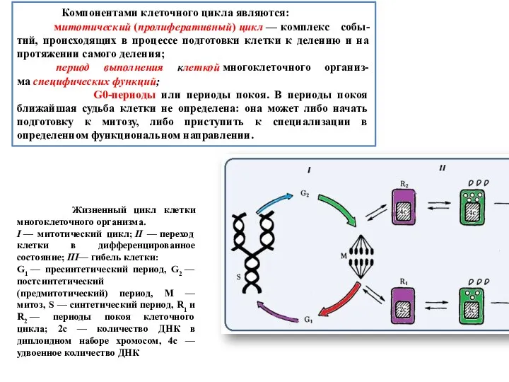 . Компонентами клеточного цикла являются: митотический (пролиферативный) цикл — комплекс