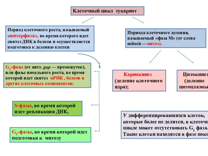 Клеточный цикл эукариот Период клеточного роста, называемый «интерфаза», во время