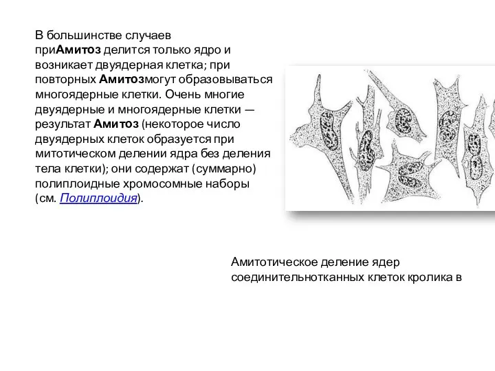 В большинстве случаев приАмитоз делится только ядро и возникает двуядерная