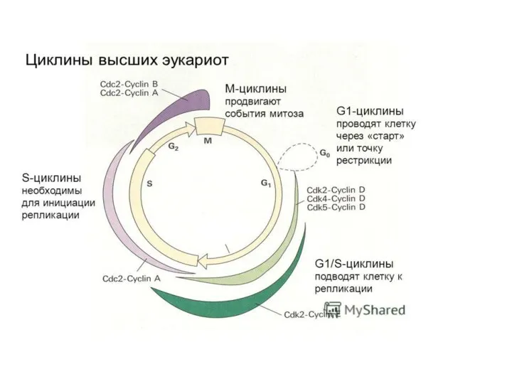 клетки от момента ее возникновения до деления или смерти