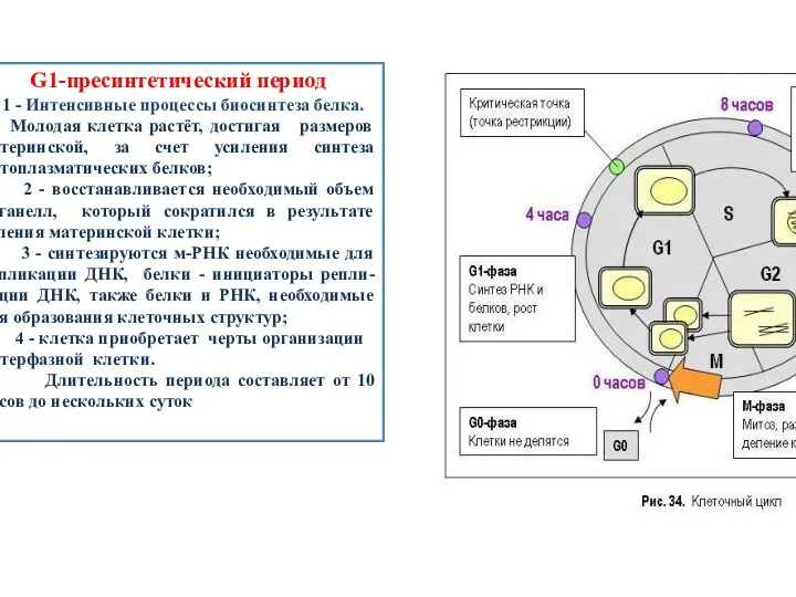 GG1-пресинтетический период G1-пресинтетический период 1 - Интенсивные процессы биосинтеза белка.