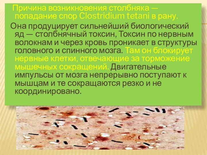 Причина возникновения столбняка — попадание спор Clostridium tetani в рану.