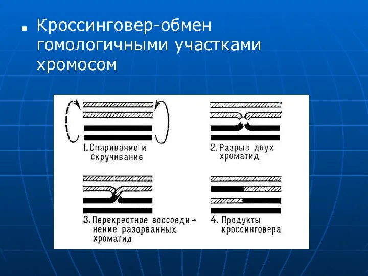 Кроссинговер-обмен гомологичными участками хромосом