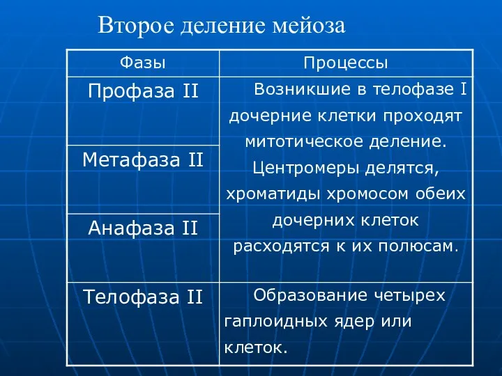 Второе деление мейоза