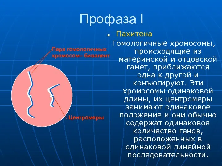 Пахитена Гомологичные хромосомы, происходящие из материнской и отцовской гамет, приближаются