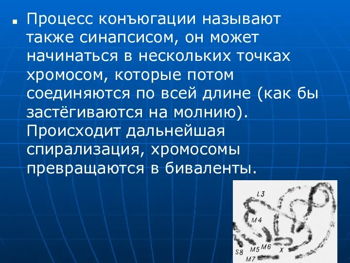 Процесс конъюгации называют также синапсисом, он может начинаться в нескольких