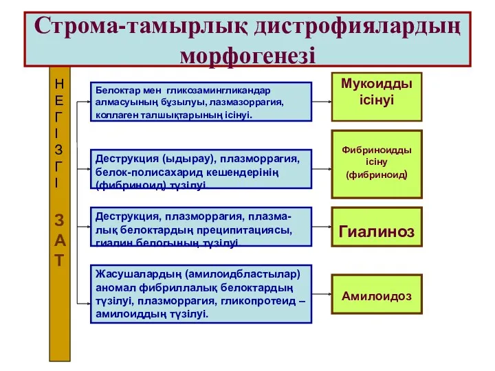 Строма-тамырлық дистрофиялардың морфогенезі