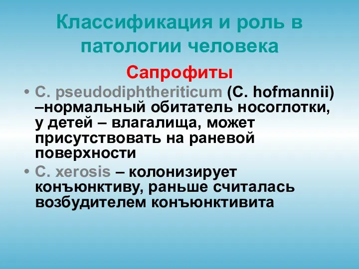 Классификация и роль в патологии человека Сапрофиты C. pseudodiphtheriticum (C.