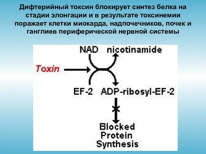 Дифтерийный токсин блокирует синтез белка на стадии элонгации и в