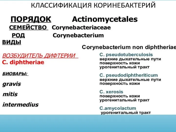 Общая классификация коринебактерий Семейство Corynebacteriaceae Род: Corynebacterium C. diphtheriae –