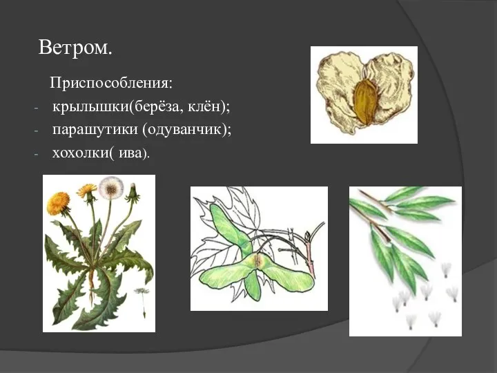 Ветром. Приспособления: крылышки(берёза, клён); парашутики (одуванчик); хохолки( ива).