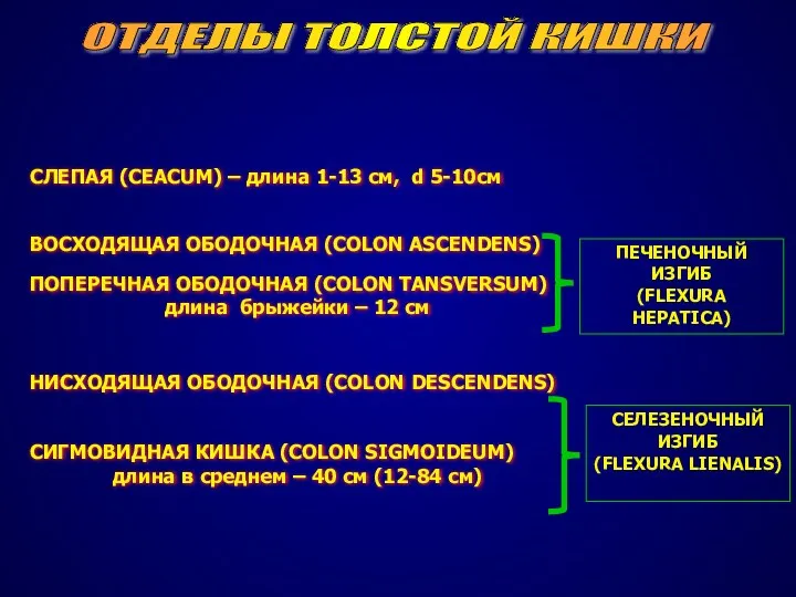 ОТДЕЛЫ ТОЛСТОЙ КИШКИ СЛЕПАЯ (CEACUM) – длина 1-13 см, d