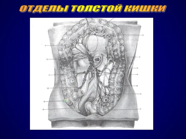 РИСУНОК ОТДЕЛЫ ТОЛСТОЙ КИШКИ