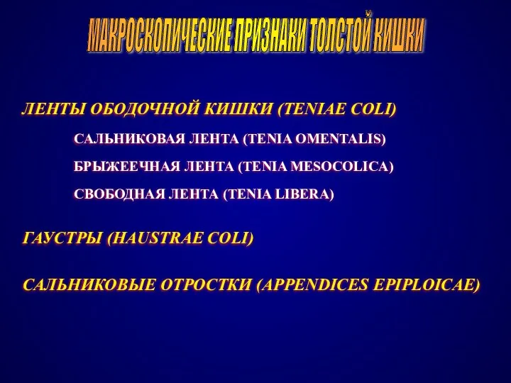 МАКРОСКОПИЧЕСКИЕ ПРИЗНАКИ ТОЛСТОЙ КИШКИ ЛЕНТЫ ОБОДОЧНОЙ КИШКИ (TENIAE COLI) САЛЬНИКОВАЯ