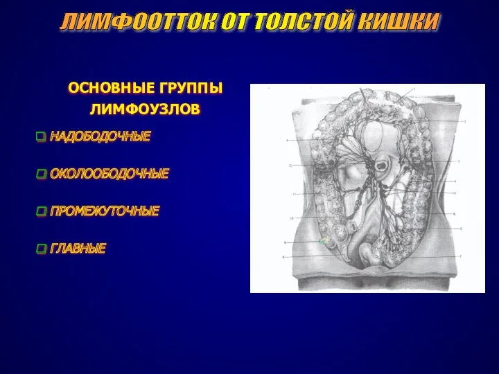 ЛИМФООТТОК ОТ ТОЛСТОЙ КИШКИ РИСУНОК ОСНОВНЫЕ ГРУППЫ ЛИМФОУЗЛОВ НАДОБОДОЧНЫЕ ОКОЛООБОДОЧНЫЕ ПРОМЕЖУТОЧНЫЕ ГЛАВНЫЕ