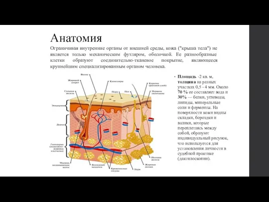 Анатомия Ограничивая внутренние органы от внешней среды, кожа ("крыша тела")
