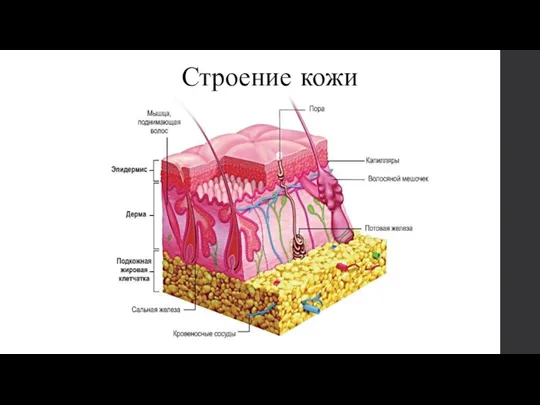 Строение кожи