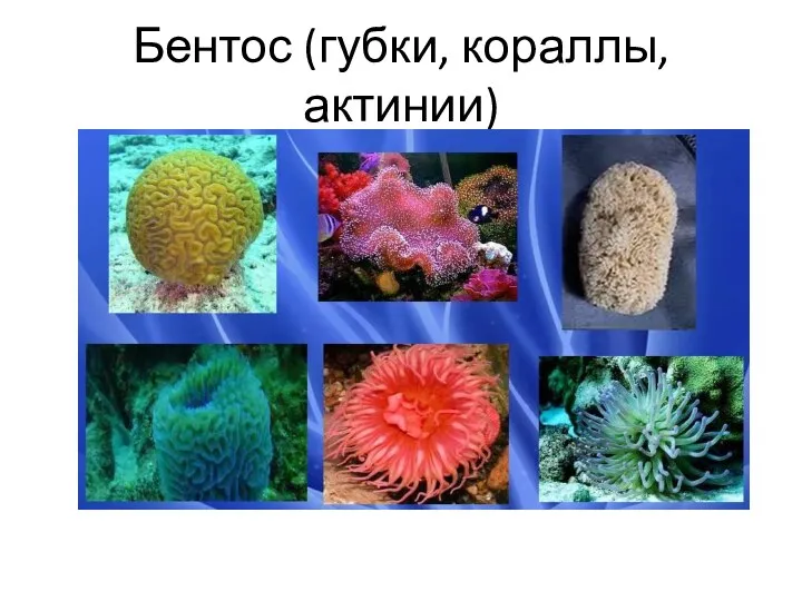 Бентос (губки, кораллы, актинии)