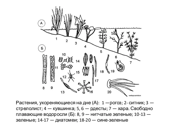 Растения, укореняющиеся на дне (А): 1 —рогоз; 2- ситник; 3